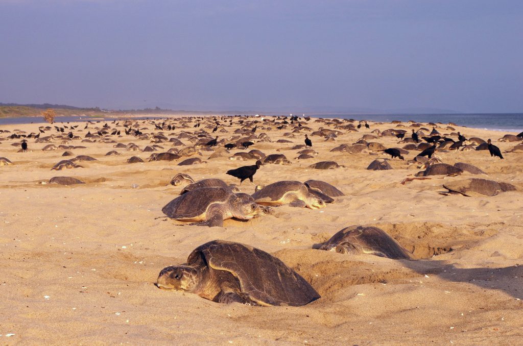 tour tortugas en la playa