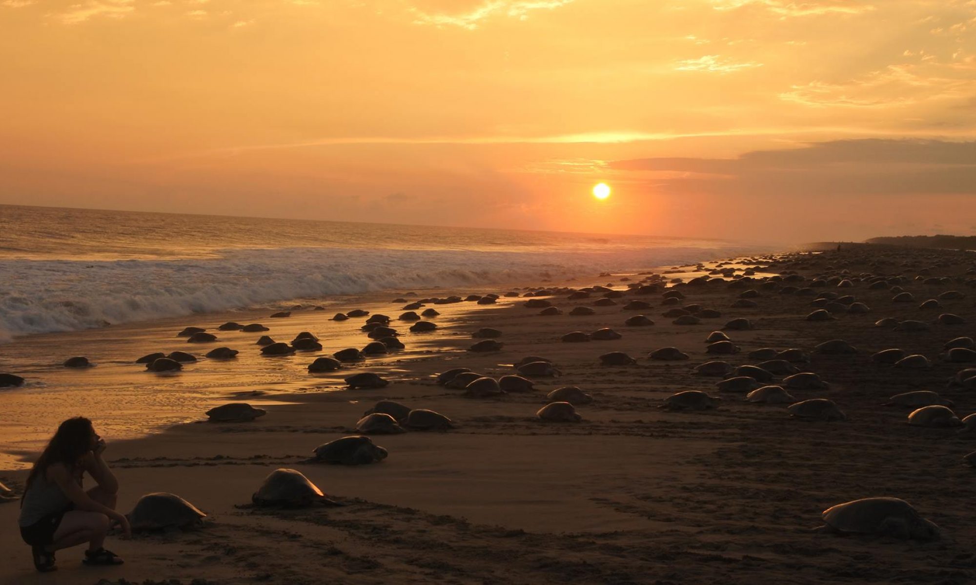 playa en Mexico para ver tortugas marinas