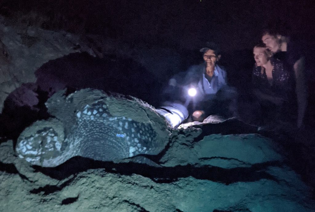 tortuga laud en mexico. patrullajes nocturnos para la proteccion de tortugas marinas