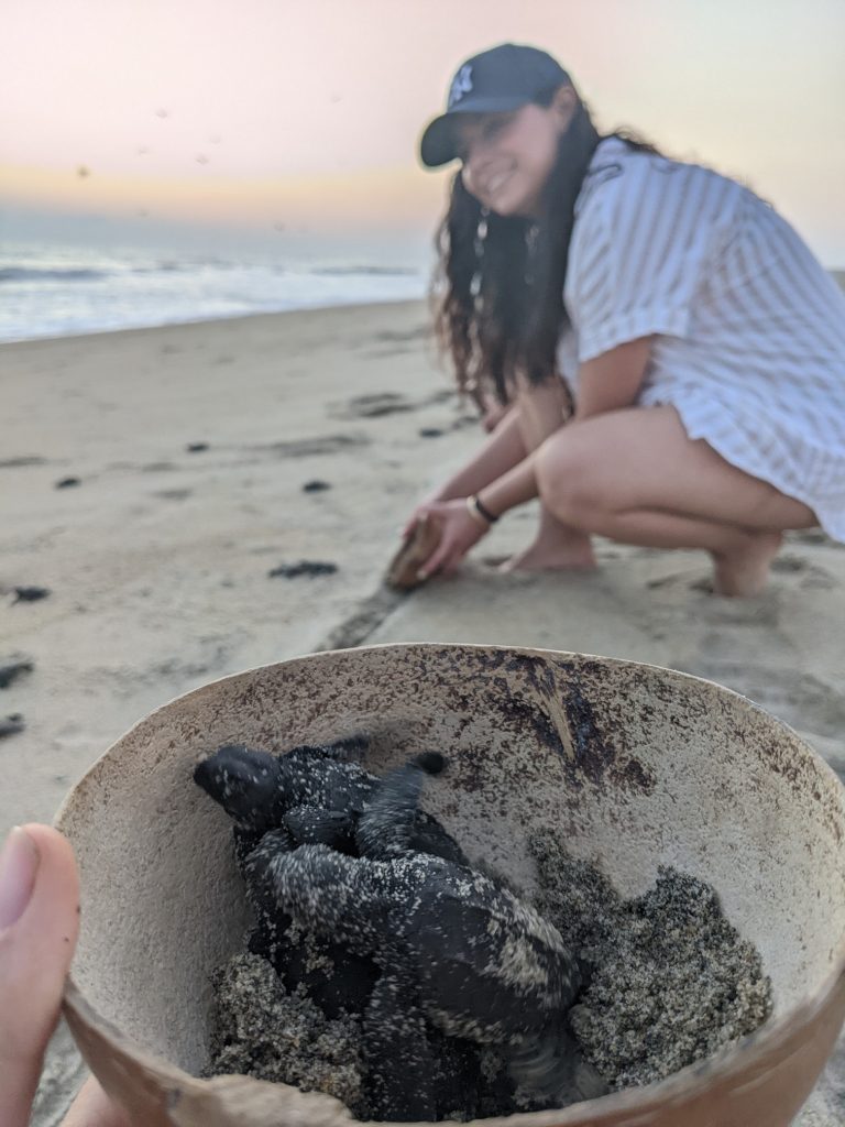 volunteer with sea turtles in mexico