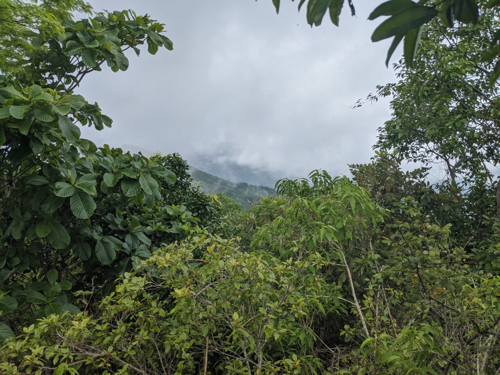 hiking in the jungle in Oaxaca during the volunteer trip in Mexico