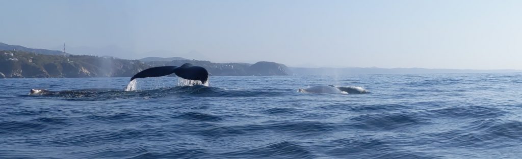 WHALES VOLUNTEERING IN MEXICO